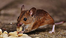 24 Hour & Emergency Exterminators in North Fond Du Lac, WI